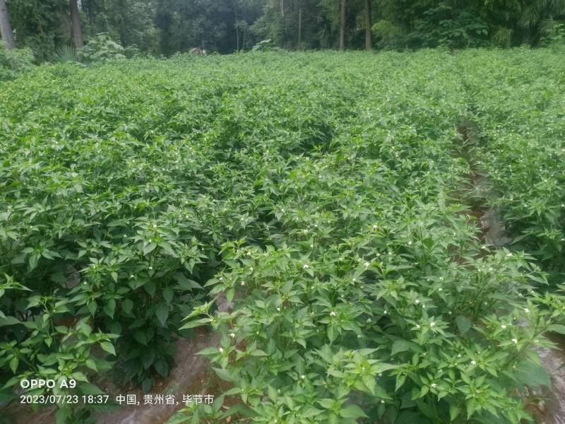 贵州新52小米辣大量供应
