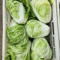 夏阳大白菜，无虫，大量有货，每天可以装6万斤，冷库打冷
