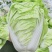 夏阳大白菜，无虫，大量有货，每天可以装6万斤，冷库打冷