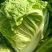 夏阳大白菜，无虫，大量有货，每天可以装6万斤，冷库打冷