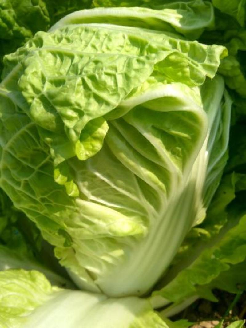 夏阳大白菜，无虫，大量有货，每天可以装6万斤，冷库打冷