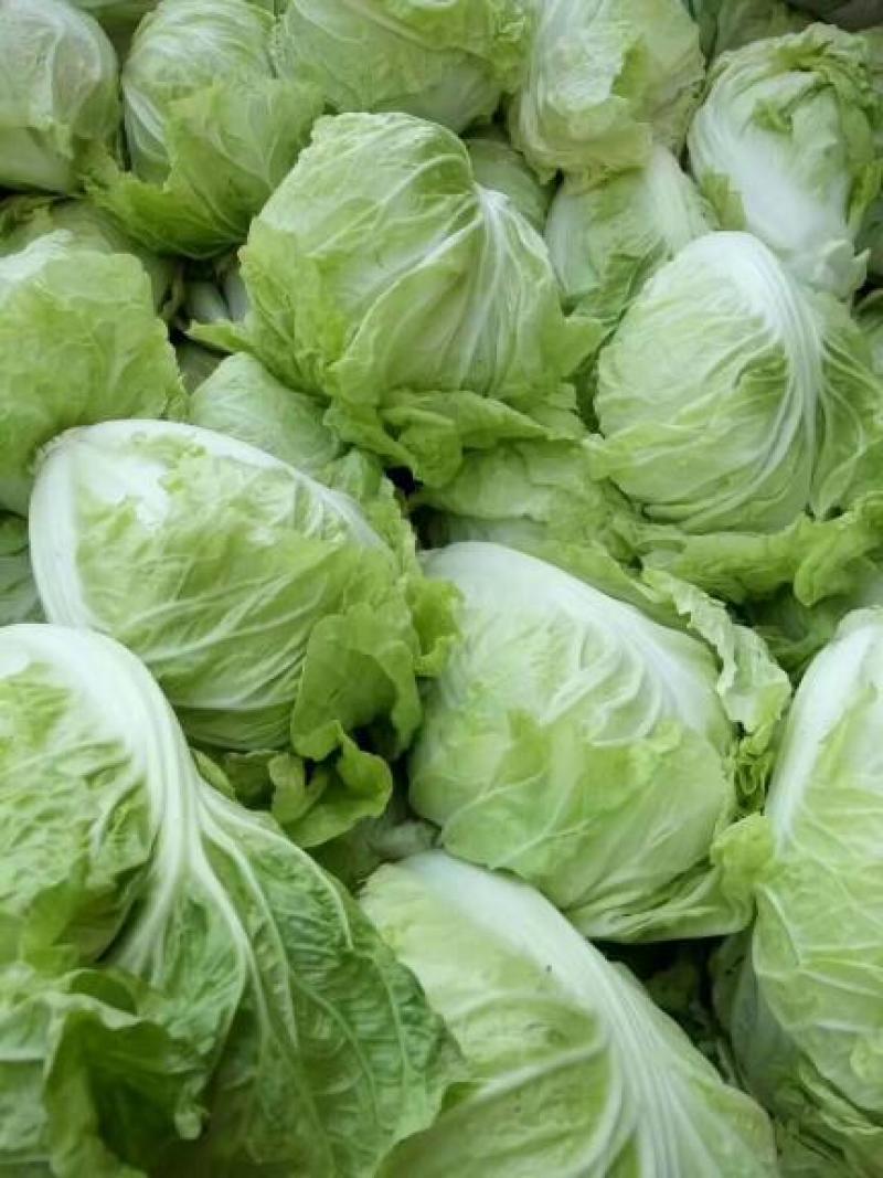 夏阳大白菜，无虫，大量有货，每天可以装6万斤，冷库打冷