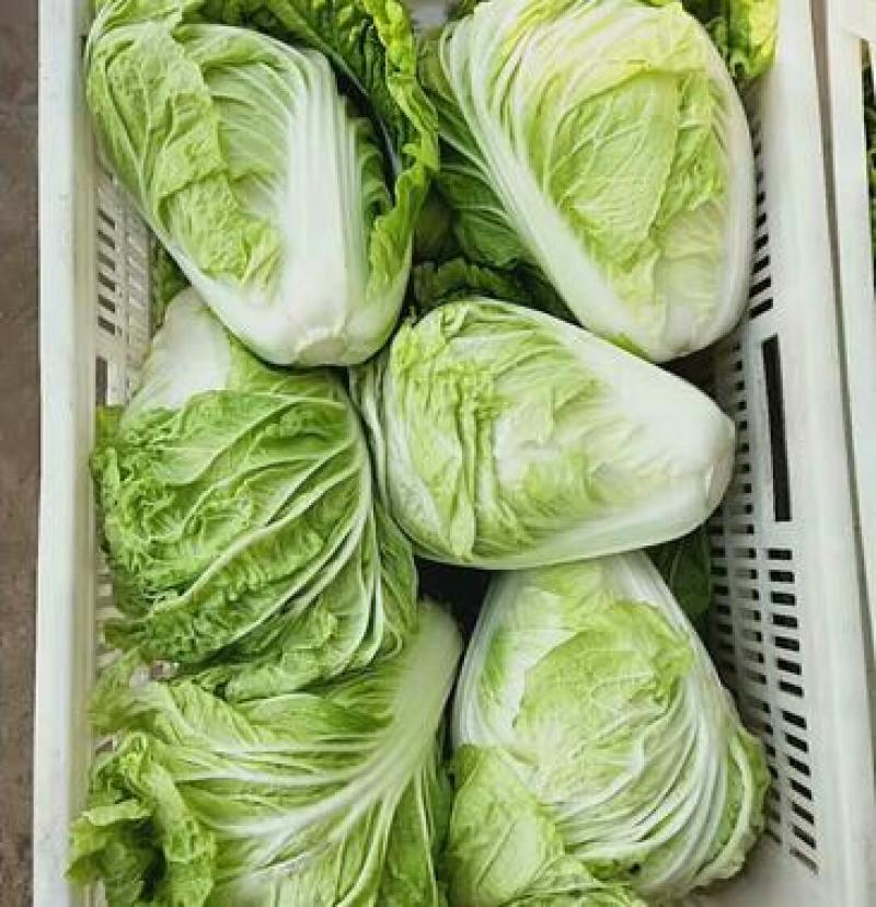 夏阳大白菜，无虫，大量有货，每天可以装6万斤，冷库打冷