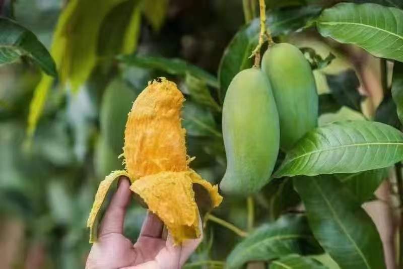桂七芒果与凯特芒果的品种对比