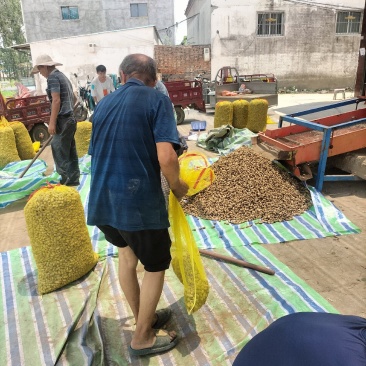 新鲜花生正在上市河南周口产地直发欢迎咨询