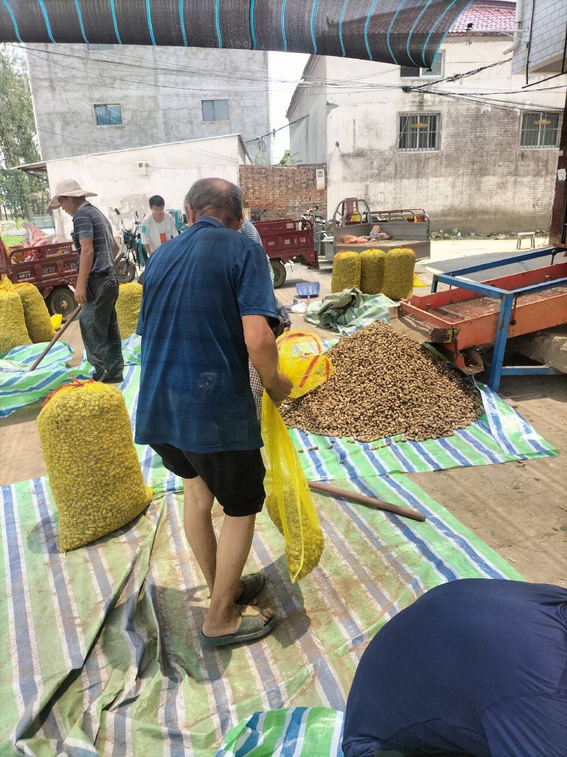 新鲜花生正在上市河南周口产地直发欢迎咨询