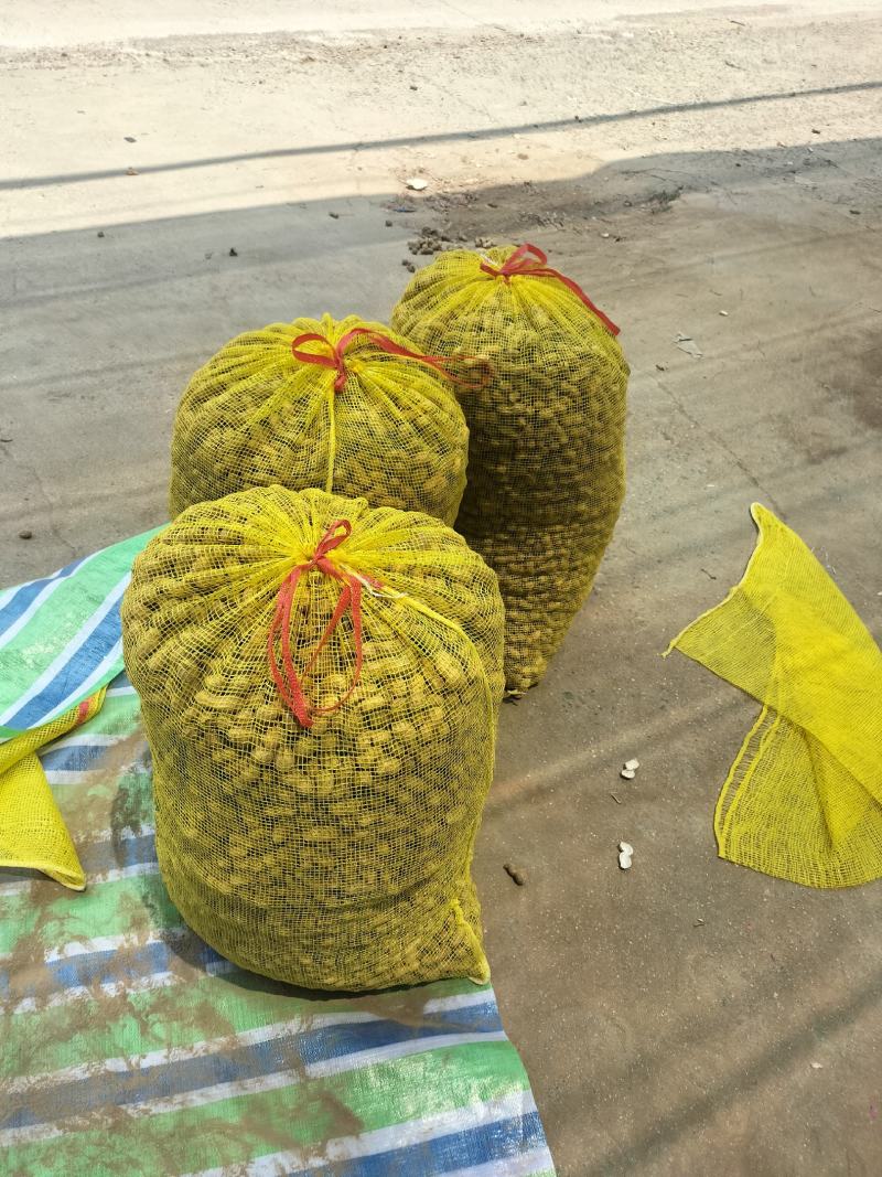 新鲜花生正在上市河南周口产地直发欢迎咨询