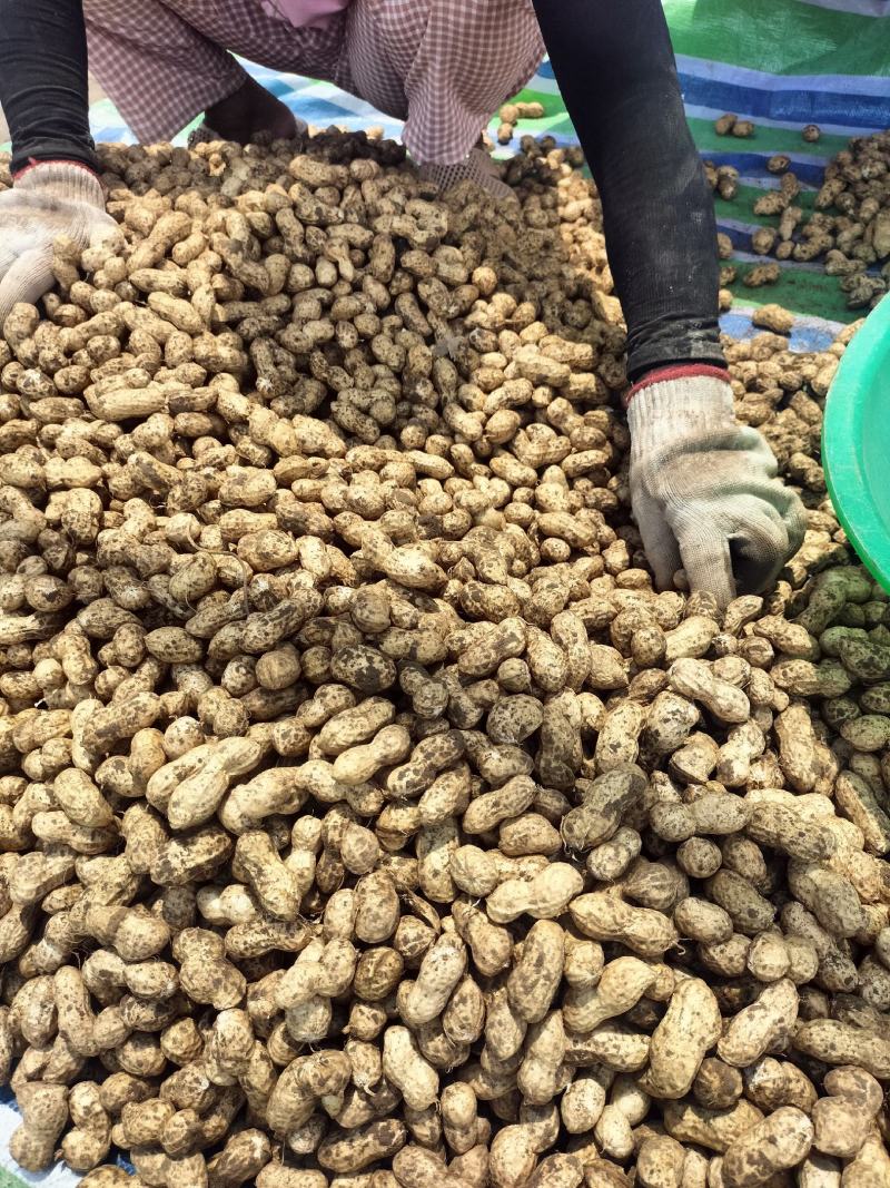 新鲜花生正在上市河南周口产地直发欢迎咨询