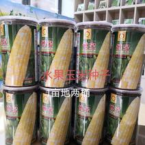 博宝水果玉米种子株高210cm口感好籽粒黄白相间品质高产