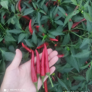 精品小米椒