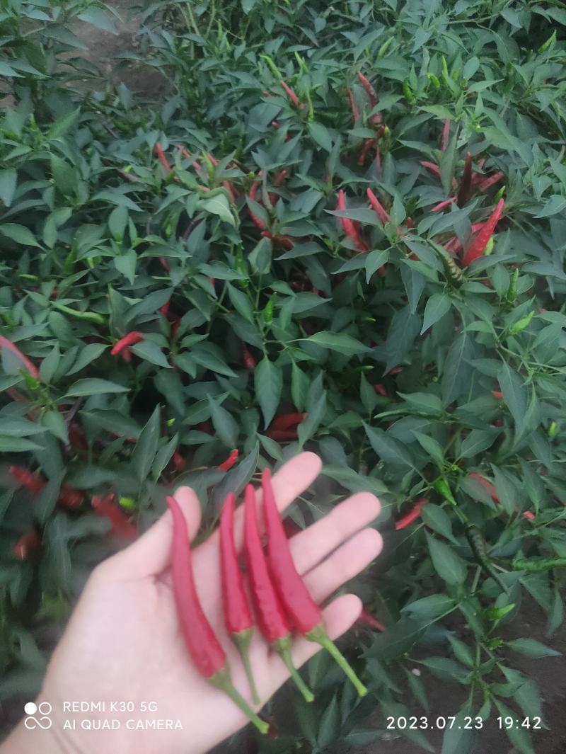精品小米椒