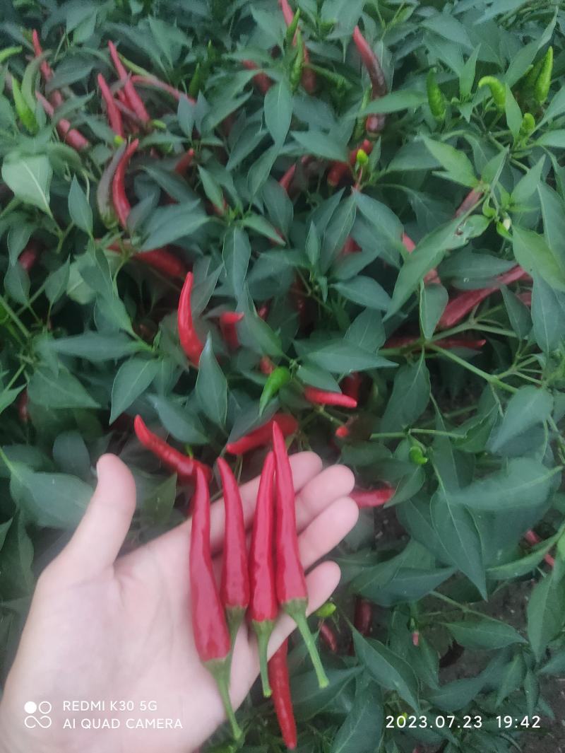 精品小米椒