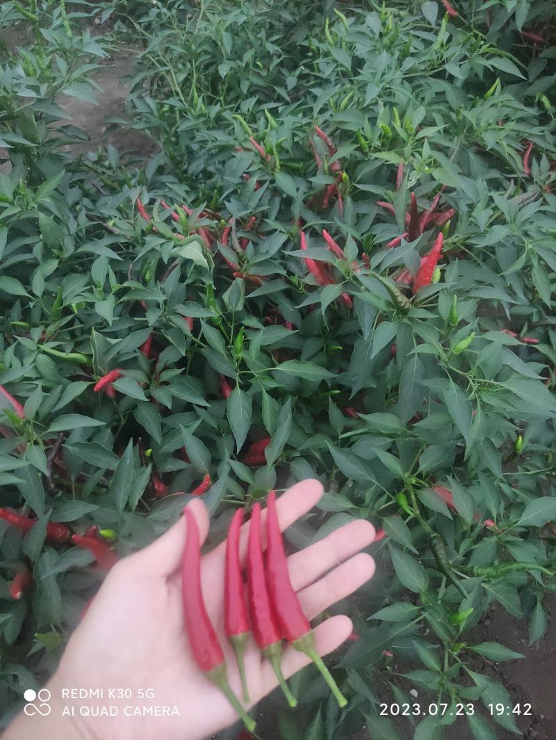 精品小米椒