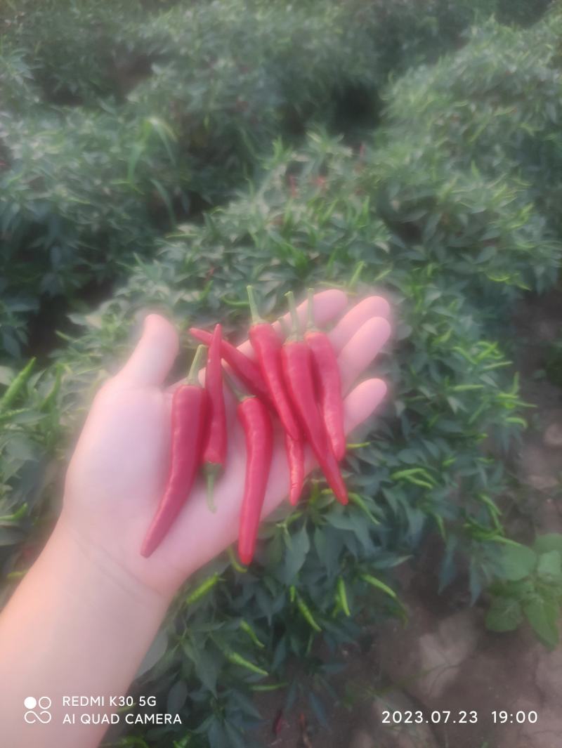 精品小米椒