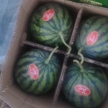 山西忻州浙江台农美都麒麟现摘现发！糖度13个多脆