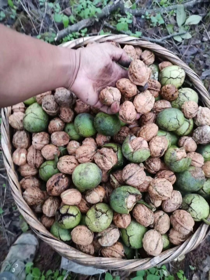 云南绿皮鲜核桃大量上市……基地供货中……