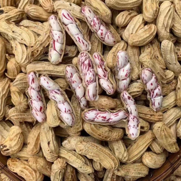 云南七彩花生批发，现拔现发，一件代发，整车发货，……