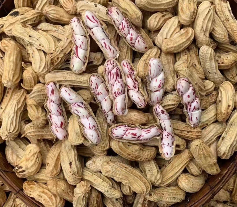 云南七彩花生批发，现拔现发，一件代发，整车发货，……