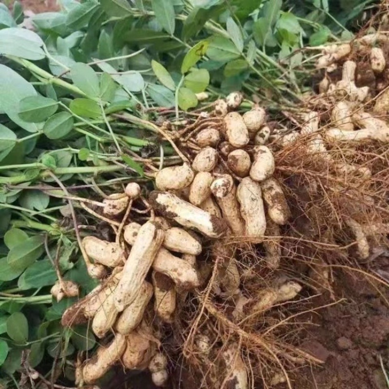 云南七彩花生批发，现拔现发，一件代发，整车发货，……