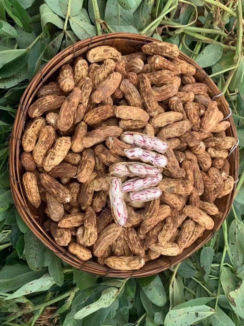 云南七彩花生批发，现拔现发，一件代发，整车发货，……