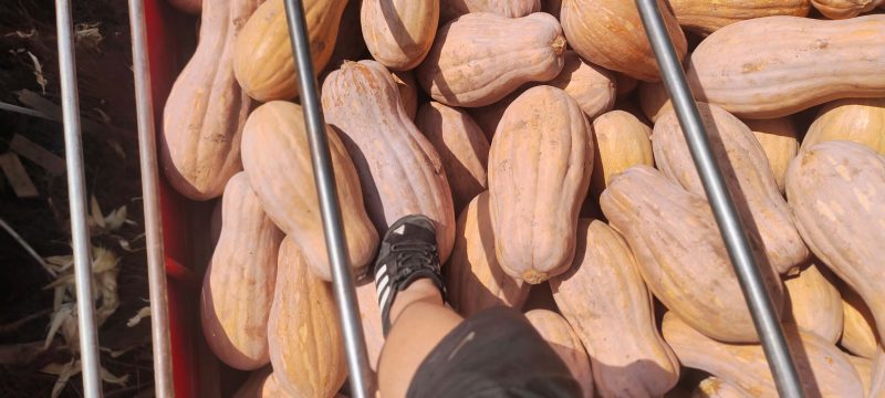 重庆坡地老南瓜秘本