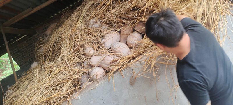 重庆坡地老南瓜秘本