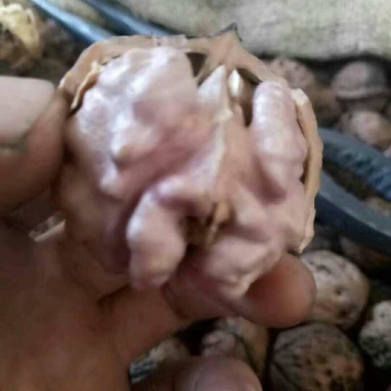 云南紫皮核桃批发，支持一件代发，整车发货！