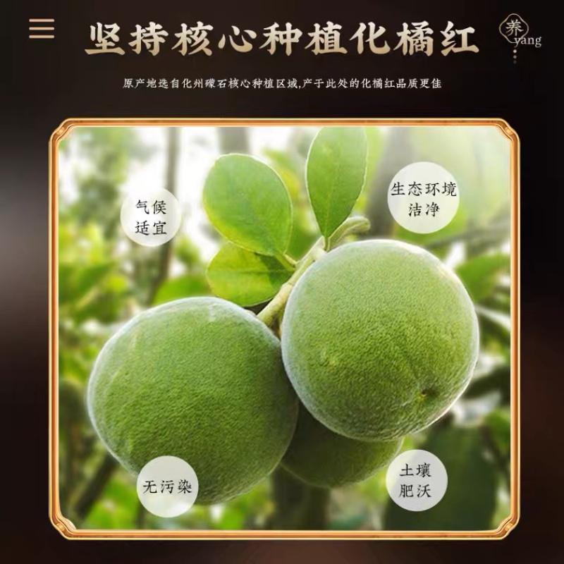 真韩庄橘红茶养生茶泡袋装桔红茶一盒12包