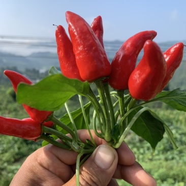 螺丝椒二荆条二荆条红辣椒