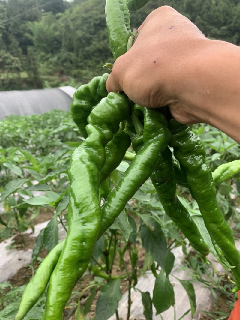 螺丝椒二荆条二荆条红辣椒