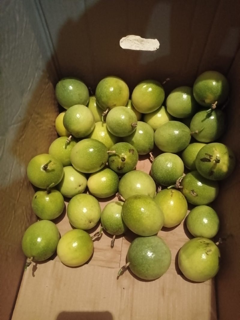 云南黄金百香果大量上市