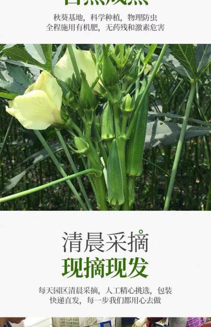 秋葵羊豆角