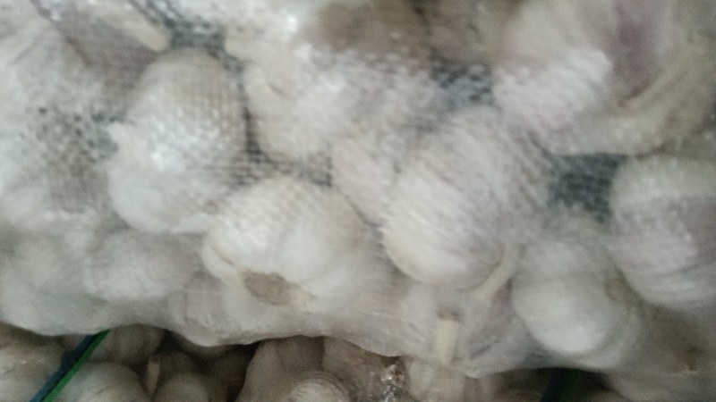 邳州陈氏大蒜，量大质优价格优惠一手货源，欢迎电联咨询