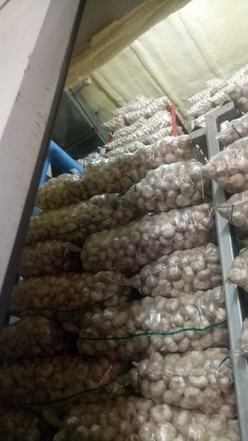 邳州陈氏大蒜，量大质优价格优惠一手货源，欢迎电联咨询