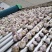 邳州陈氏大蒜，量大质优价格优惠一手货源，欢迎电联咨询