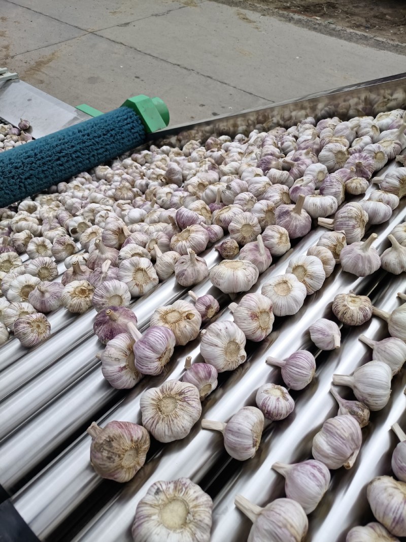 邳州陈氏大蒜，量大质优价格优惠一手货源，欢迎电联咨询