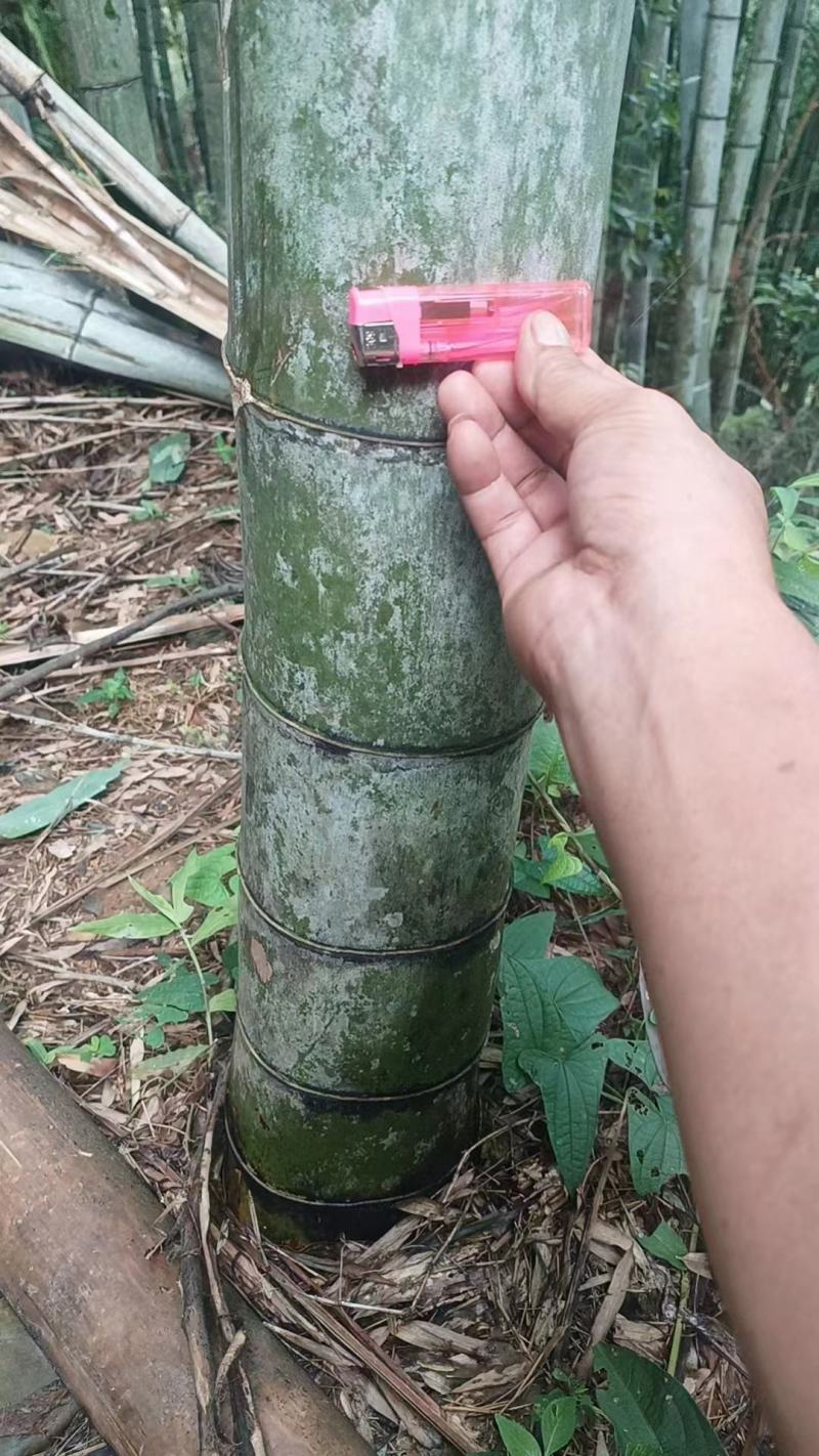 大量毛楠竹在线预定，规格你要的都有，欢迎骚扰