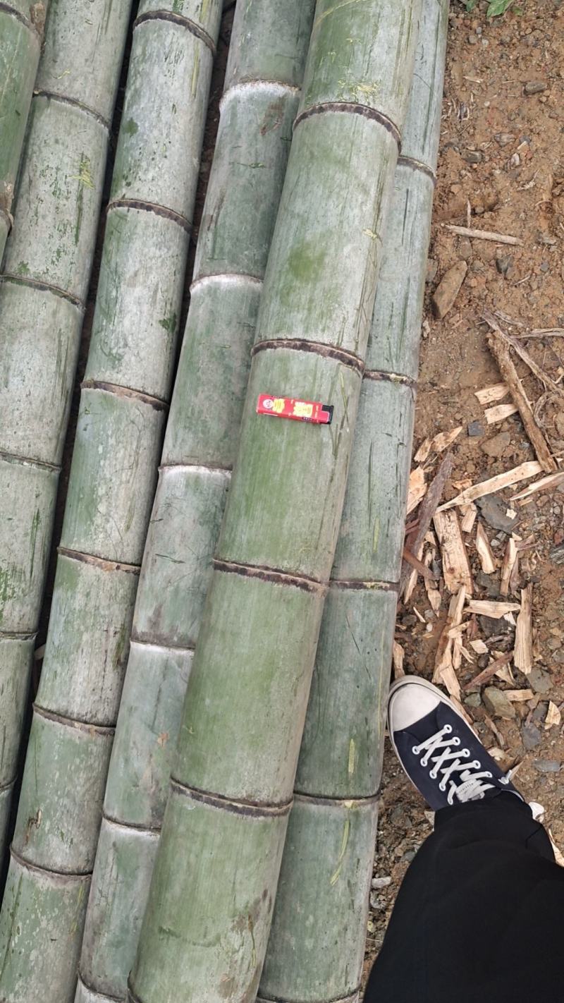 大量毛楠竹在线预定，规格你要的都有，欢迎骚扰