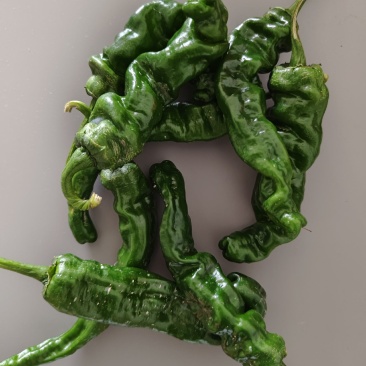 菜辣椒，大辣椒