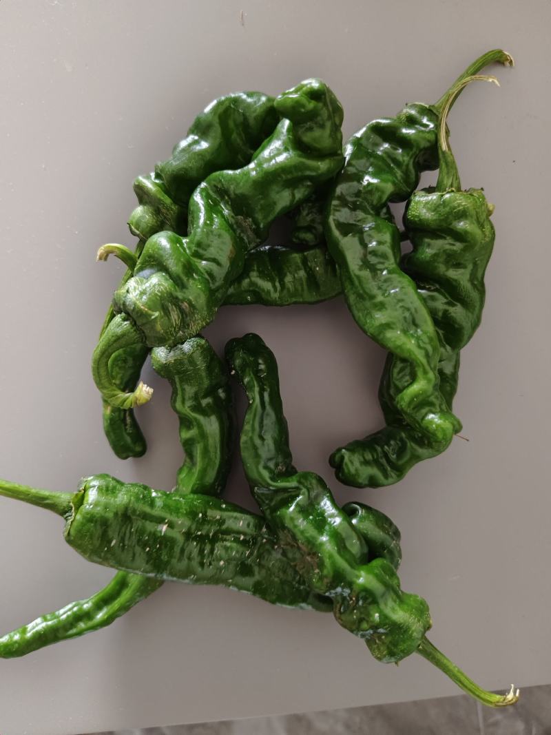 菜辣椒，大辣椒