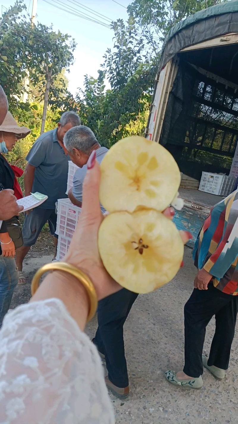 山东红露冰糖心苹果大量上市果园采摘全天有货价格便宜