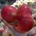 山东红露冰糖心苹果大量上市果园采摘全天有货价格便宜