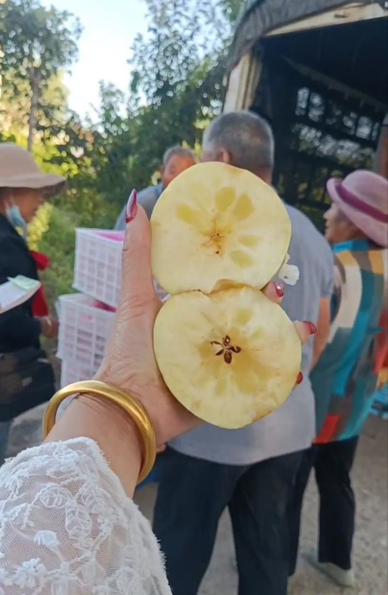 红露冰糖心苹果产地大量上市【商超电商市场】全天有货