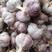 云南大理弥渡县精品紫皮红香蒜可食用可种植质量保证