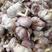 云南大理弥渡县精品紫皮红香蒜可食用可种植质量保证