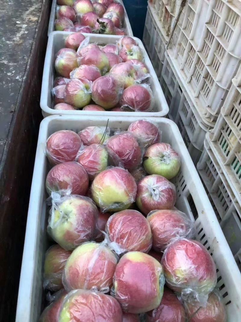 美八苹果红露苹果上市色泽鲜艳口感脆甜