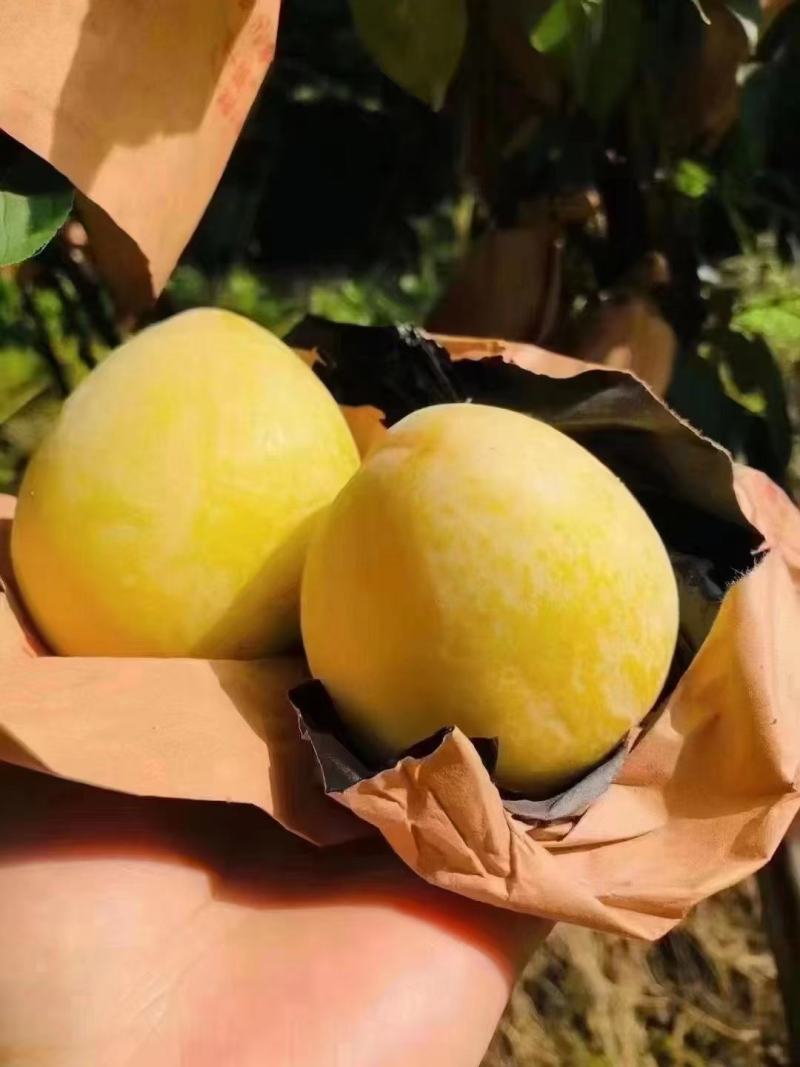 黄金奈李
