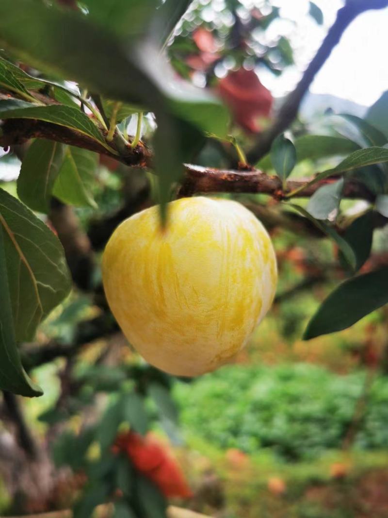 黄金奈李
