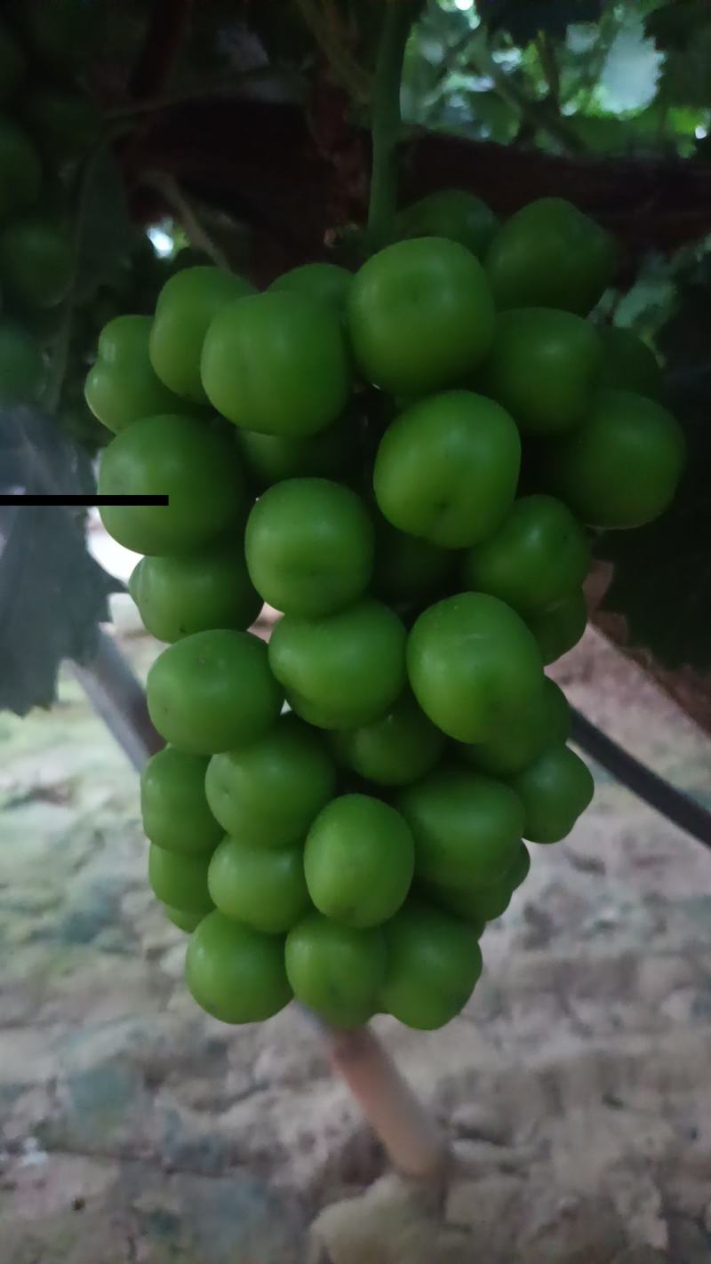 阳光玫瑰