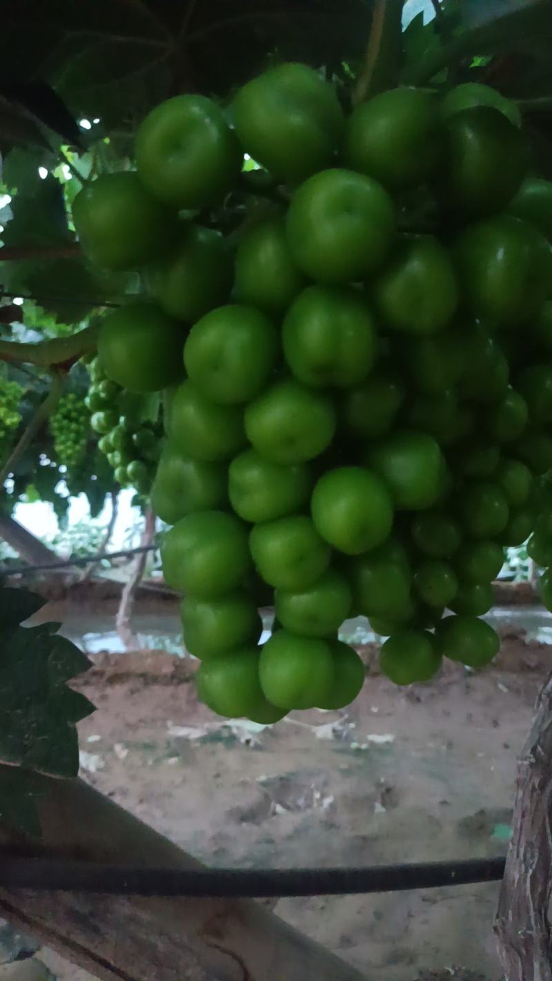 阳光玫瑰